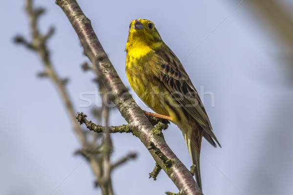 Yellowhammer (Emberiza citrinella) Stock photo © Rosemarie_Kappler