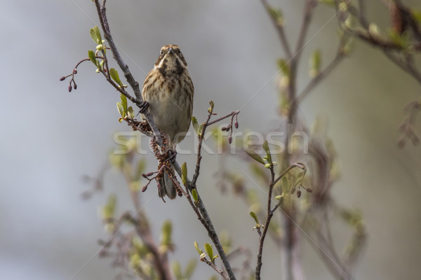 Stock photo: Reed bunting (Emberiza schoeniclus)