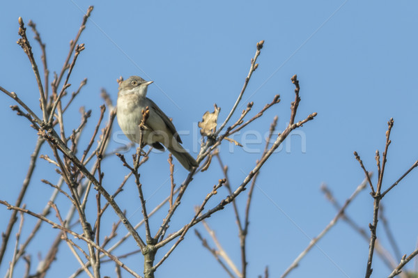 Lesser whitethroat (Sylvia curruca) Stock photo © Rosemarie_Kappler