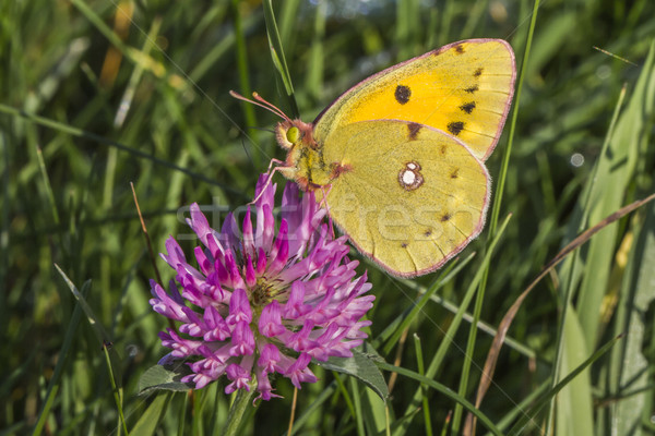 Pale clouded yellow (Colias hyale) Stock photo © Rosemarie_Kappler