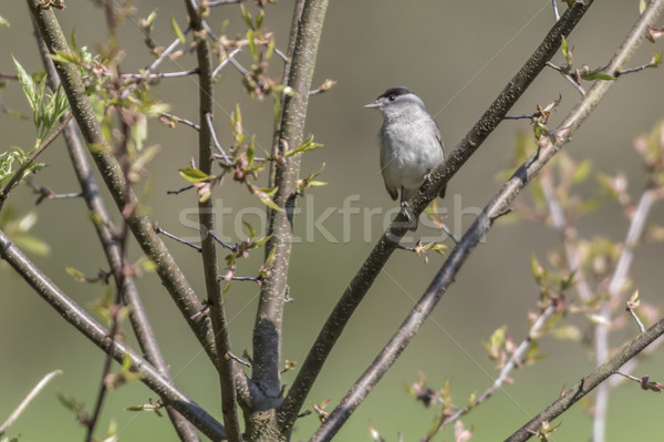 Blackcap (Sylvia atripacilla) Stock photo © Rosemarie_Kappler