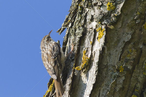 Common treecreeper (Certhia familiaris) Stock photo © Rosemarie_Kappler