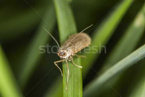 Stock photo: Rush veneer (Nomophila noctuella)