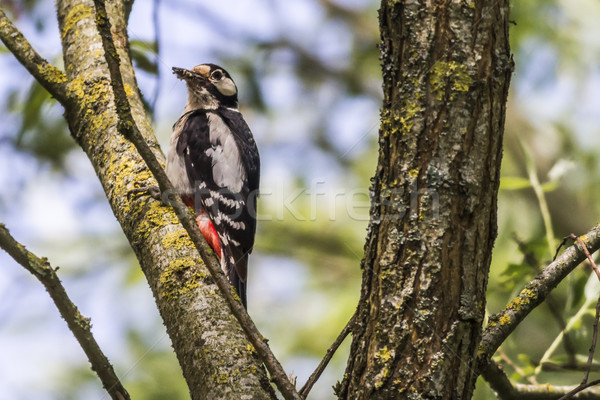 Great woodpecker (Dendrocopus major) Stock photo © Rosemarie_Kappler