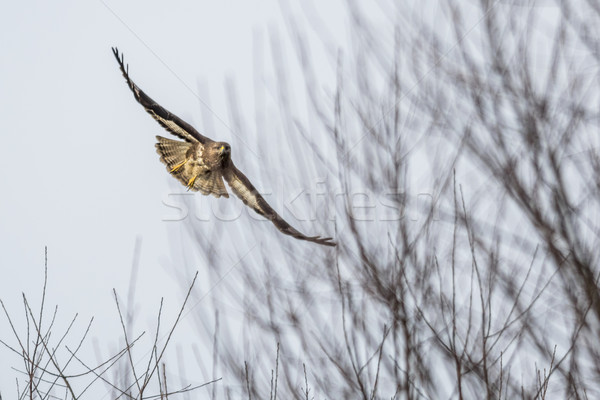 Common buzzard (Buteo buteo) Stock photo © Rosemarie_Kappler