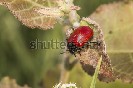 Kırmızı kavak yaprak böcek Stok fotoğraf © Rosemarie_Kappler