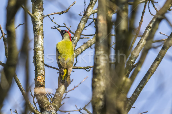 Green woodpecker (Picus viridis) Stock photo © Rosemarie_Kappler