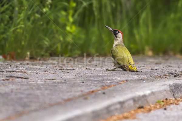 Yeşil arama doğa kuş tüy hayvan Stok fotoğraf © Rosemarie_Kappler