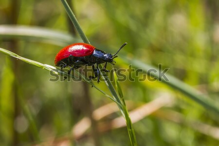 Rouge peuplier feuille ponderosa herbe [[stock_photo]] © Rosemarie_Kappler