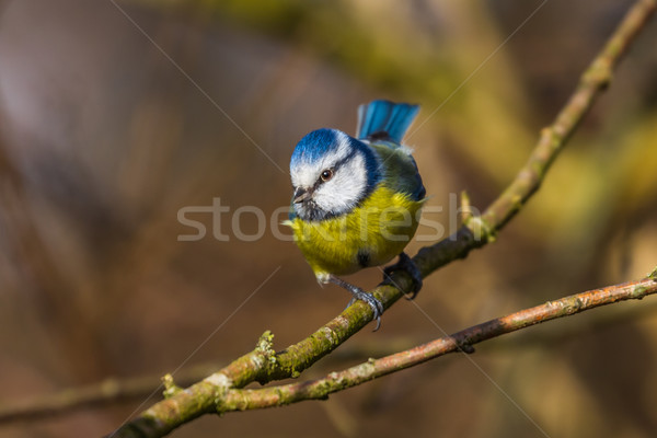 Blue tit (Parus caeruleus) Stock photo © Rosemarie_Kappler