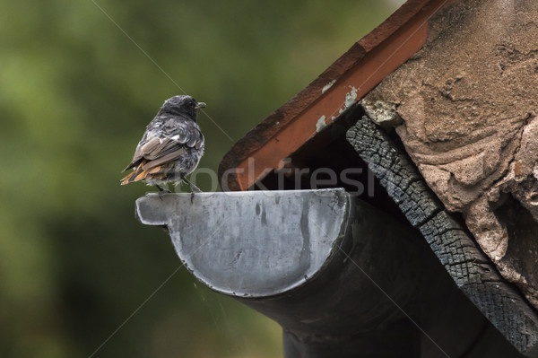 Black redtail (Phoenicurus ochrurus) Stock photo © Rosemarie_Kappler