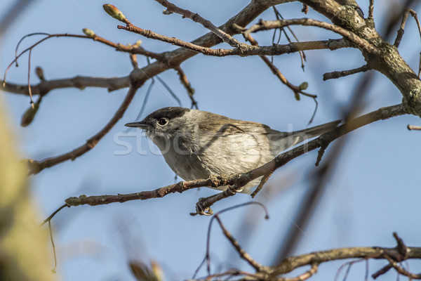 Blackcap (Sylvia atripacilla) Stock photo © Rosemarie_Kappler