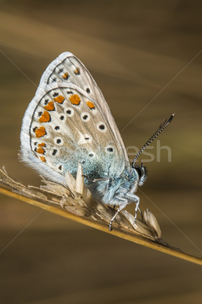 Niebieski posiedzenia drzewo trawy Motyl skrzydełka Zdjęcia stock © Rosemarie_Kappler