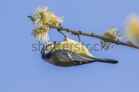 Bluetit (Parus caeruleus) Stock photo © Rosemarie_Kappler