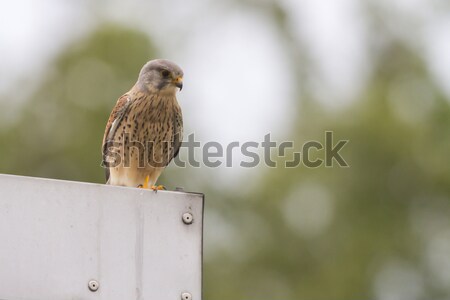 Stock photo: Common krestel (Falco tinnunculus)