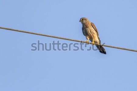 Punkt Suche Vogel Feder Tier aussehen Stock foto © Rosemarie_Kappler