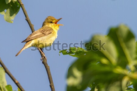 Stock photo: Melodious warbler (Hippolais polyglotta)
