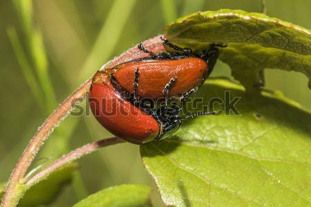Red poplar leaf beetle(Melanosoma populi) Stock photo © Rosemarie_Kappler