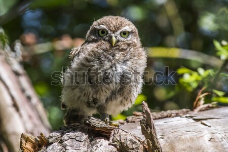 Little owl (Athene noctua) Stock photo © Rosemarie_Kappler