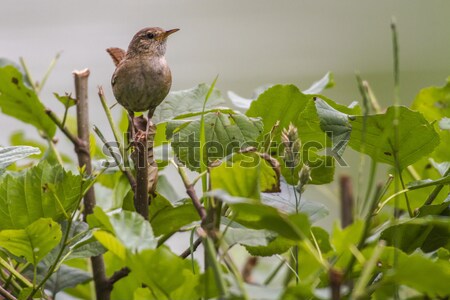 Wren (troglodytes troglodytes) Stock photo © Rosemarie_Kappler