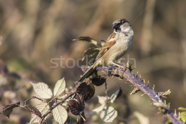 House sparrow (Passer domesticus) Stock photo © Rosemarie_Kappler