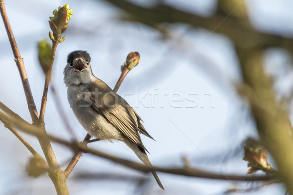 Blackcap (Sylvia atripacilla) Stock photo © Rosemarie_Kappler