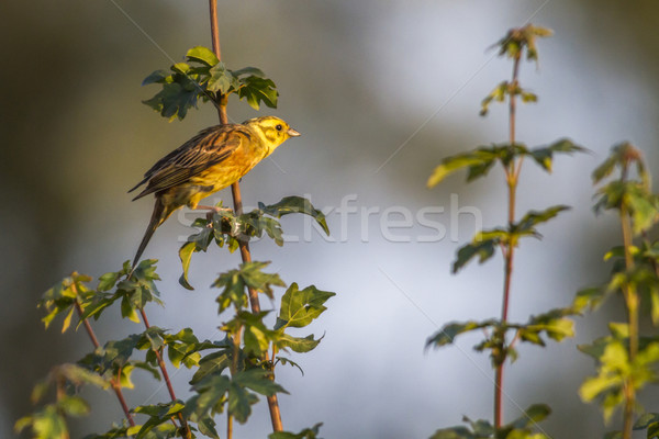 Yellowhammer (Emberiza citrinella) Stock photo © Rosemarie_Kappler