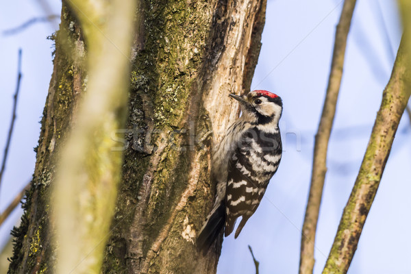 Zoeken boom stam natuur landschap vogel Stockfoto © Rosemarie_Kappler