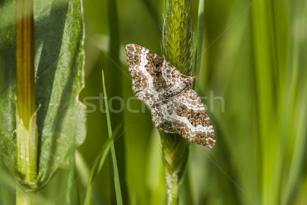 Common carpet (Epirrhoe alternata) Stock photo © Rosemarie_Kappler