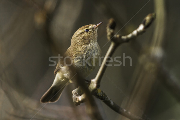Stock fotó: ül · ág · fa · erdő · természet · madár