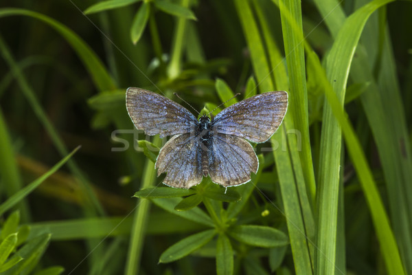 Meleager's blue (Polyommatus semiargus) Stock photo © Rosemarie_Kappler