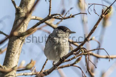 Blackcap (Sylvia atripacilla) Stock photo © Rosemarie_Kappler