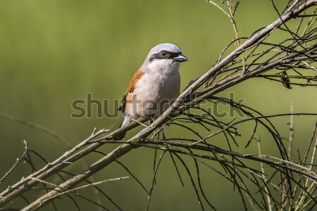 Stock photo: Red-backed shrike (Lanius collurio)