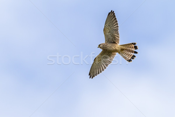 Common krestel (Falco tinnunculus) Stock photo © Rosemarie_Kappler