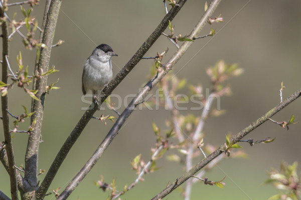 Blackcap (Sylvia atripacilla) Stock photo © Rosemarie_Kappler