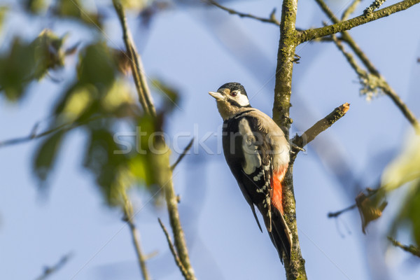 Stock photo: Great woodpecker (Dendrocopus major)