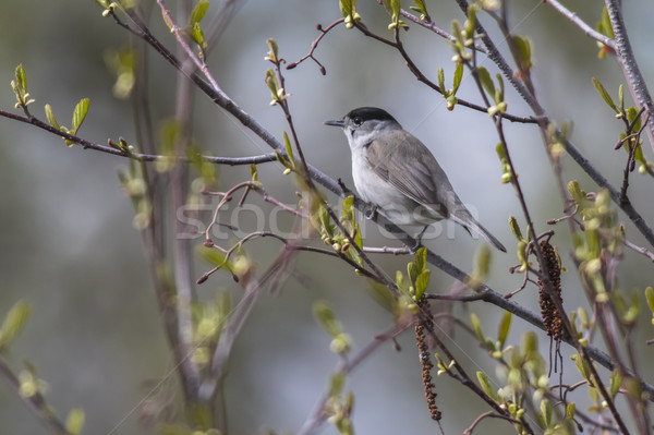 Blackcap (Sylvia atripacilla) Stock photo © Rosemarie_Kappler