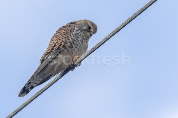 Punkt Suche Vogel Feder Tier aussehen Stock foto © Rosemarie_Kappler