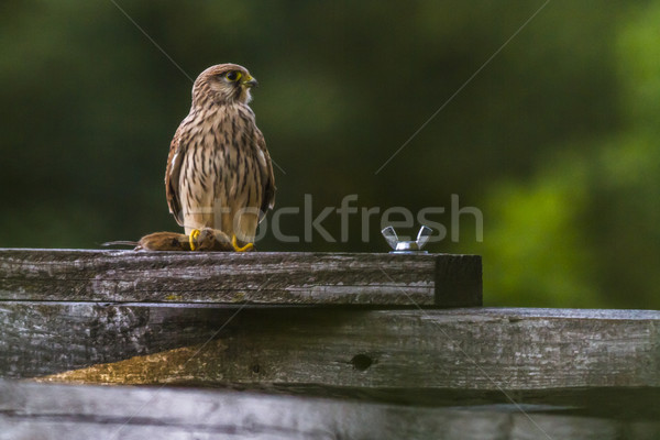 Common krestel (Falco tinnunculus) Stock photo © Rosemarie_Kappler