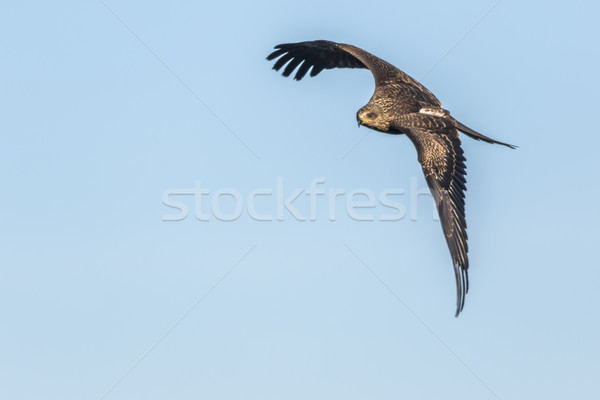 Black kite (Milvus migrans) Stock photo © Rosemarie_Kappler