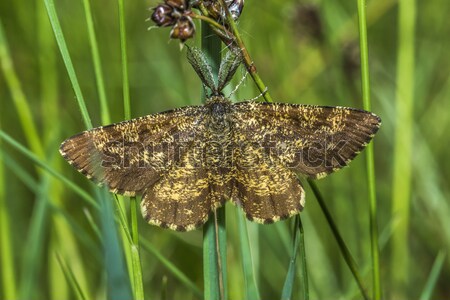Heather moth (Ematurga atomaria) Stock photo © Rosemarie_Kappler