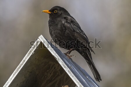 Amsel Sitzung top Vogel Tabelle Natur Stock foto © Rosemarie_Kappler