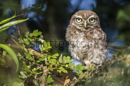 Little owl (Athene noctua) Stock photo © Rosemarie_Kappler