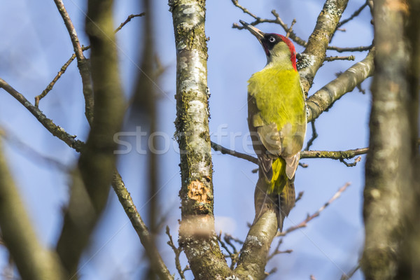 Green woodpecker (Picus viridis) Stock photo © Rosemarie_Kappler