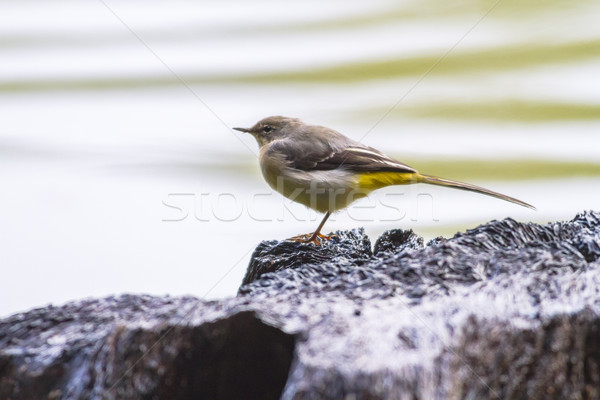 Grey wagtail (Motacilla cinerea) Stock photo © Rosemarie_Kappler