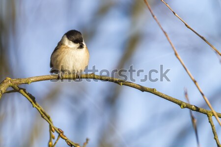 Blackcap (Sylvia atripacilla) Stock photo © Rosemarie_Kappler