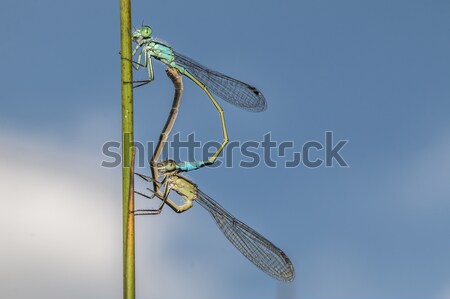 Blue-tailed damselfly (ischnura Elegans) Stock photo © Rosemarie_Kappler