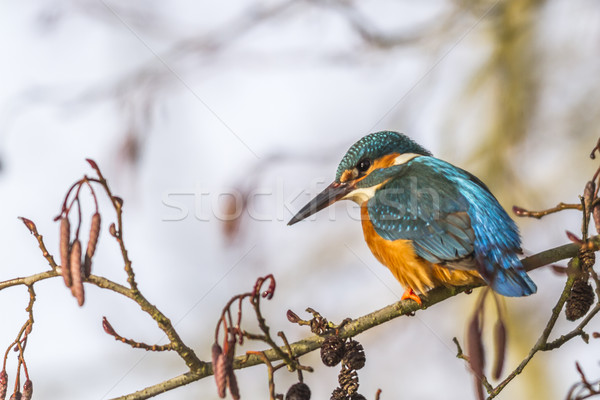 Ijsvogel vergadering tak natuur veer arm Stockfoto © Rosemarie_Kappler