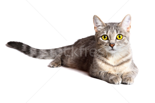 beautiful tabby cat  Stock photo © rozbyshaka