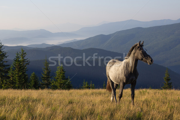 Beautiful morning landscape with the young horse Stock photo © rozbyshaka